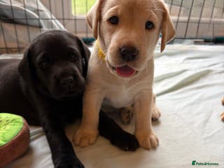 Labrador Retriever dogs 3 KC Lab girls - yellow/white to Golden/Red - Advert 13