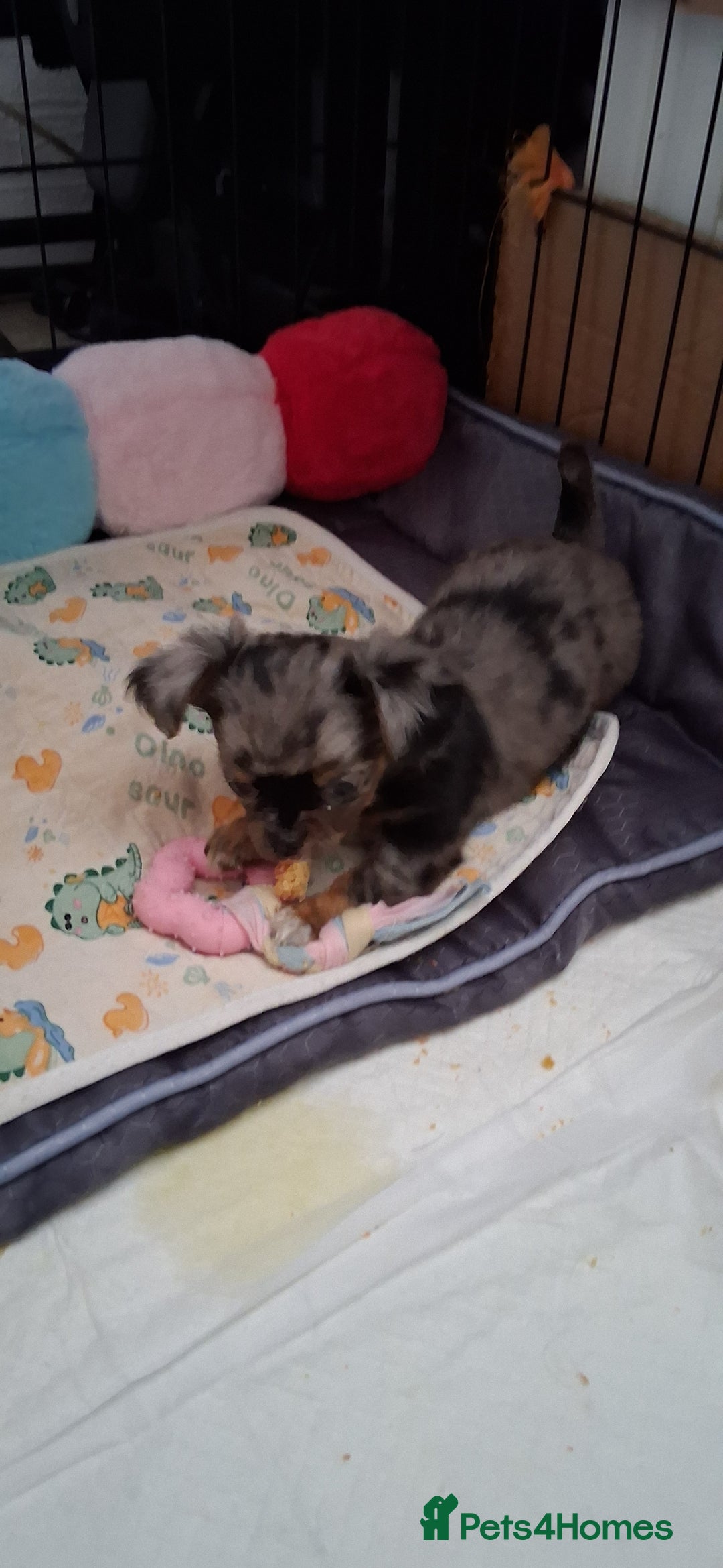 Chihuahua dogs for sale: Stunning Babies looking for forever 5* homes - Image 15