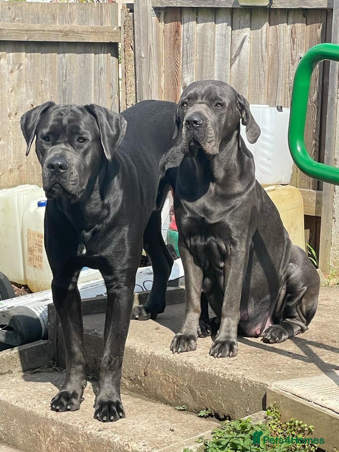 Cane Corso dogs for sale: Stunning cane corso puppies £800  - Image 6