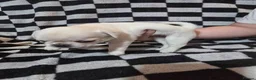 Pug dogs for sale: Kc registered Pug puppies  - Advert 13