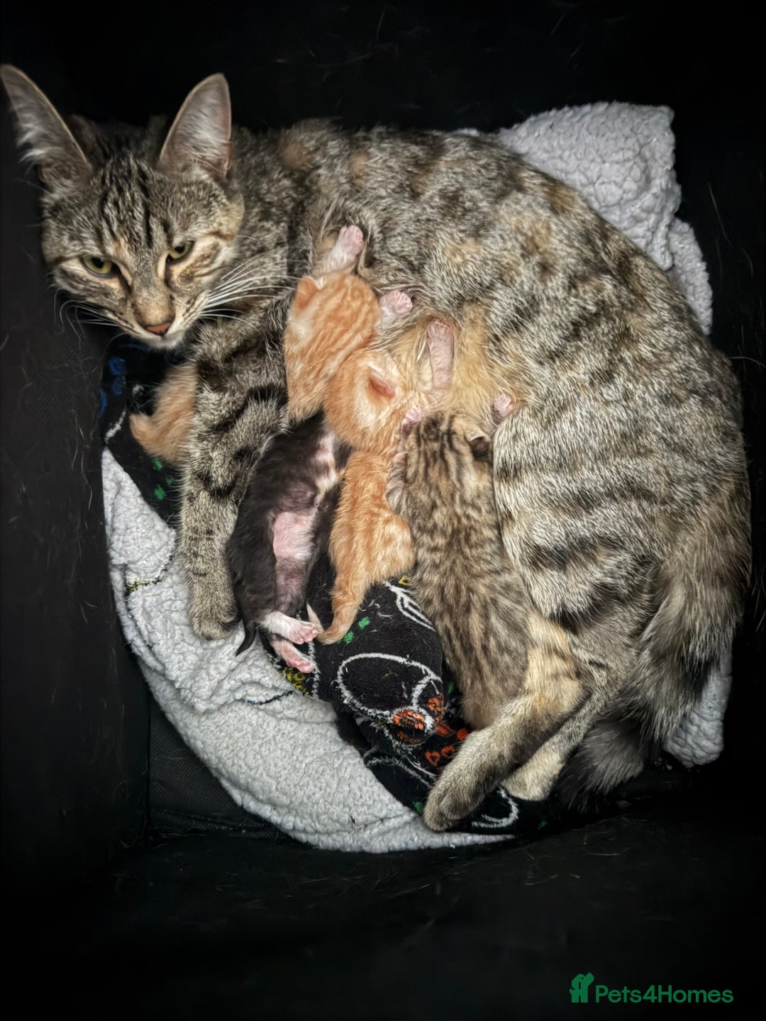 Domestic Shorthair cats for sale: Mixed kittens - Image 8