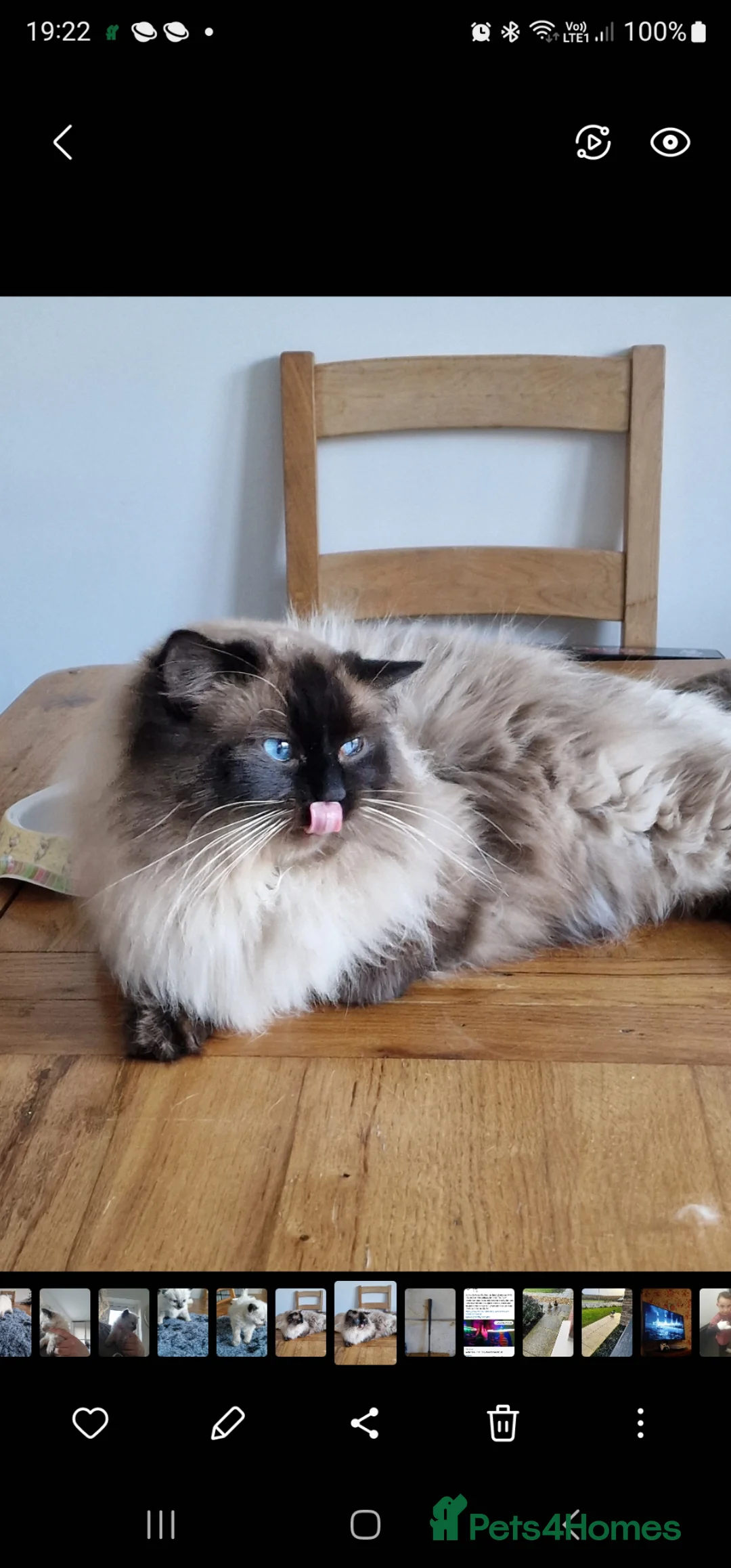 Ragdoll cats for sale:  **  ragdolls kittens  in Stockton-on-Tees - Advert 2