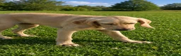 Mixed Breed dogs for adoption: ROSIE BEAUTIFUL PUPPY LOOKING FOR HER FOREVER HOME in Maidstone - Advert 6