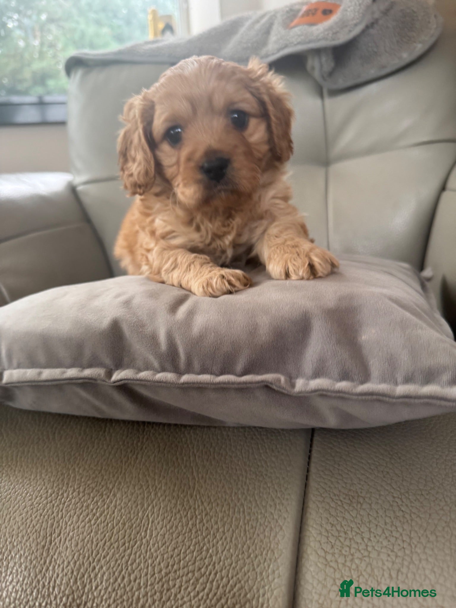 Cavapoo dogs Gorgeous f1 toy cavapoo pups (2 males available)  - Advert 13