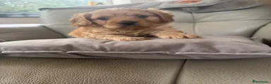 Cavapoo 1