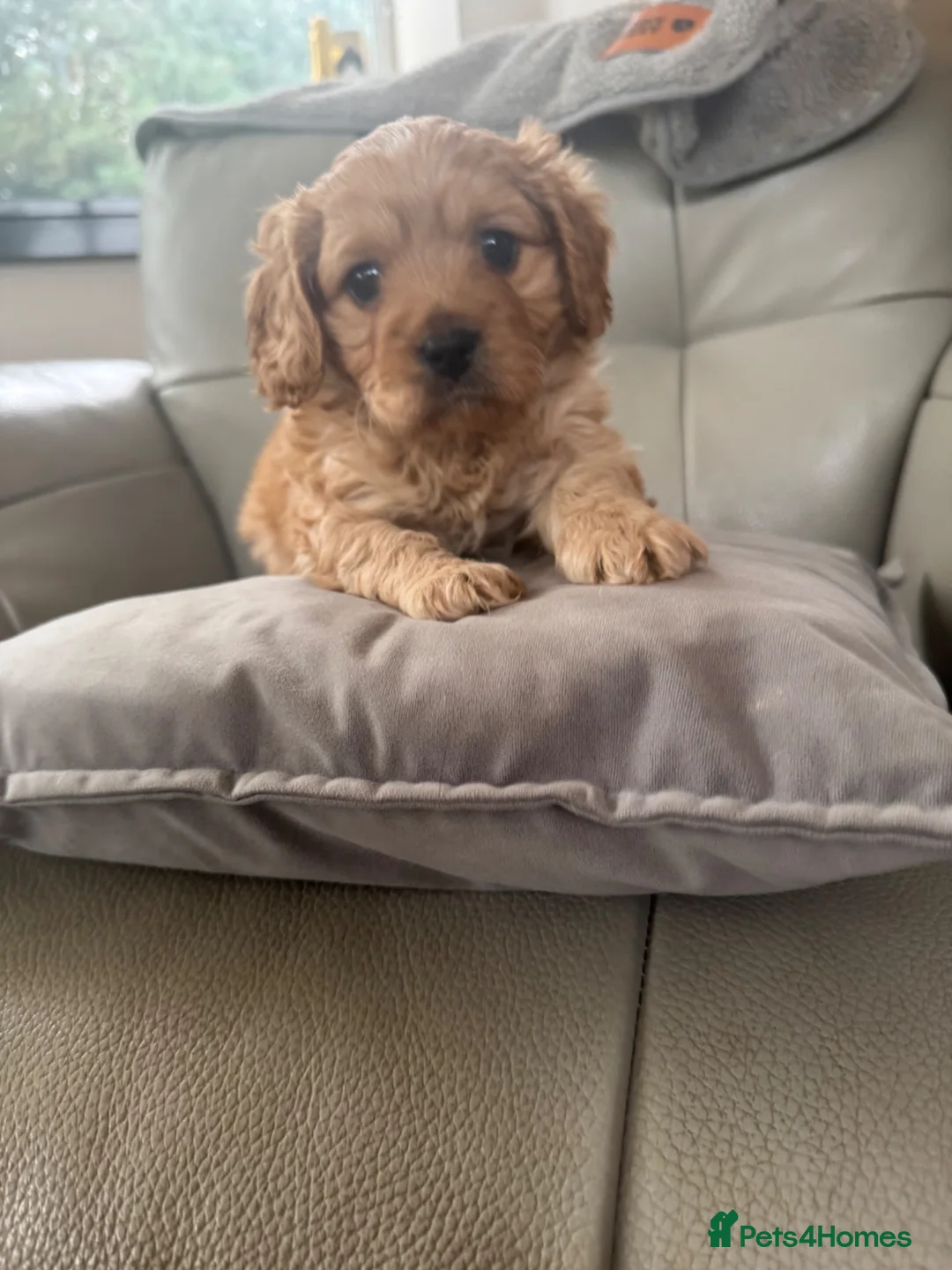 Cavapoo dogs for sale: Gorgeous f1 toy cavapoo pups (2 males available)  - Advert 1