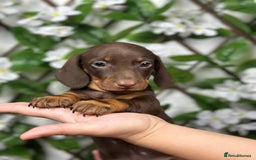 Miniature Dachshund dogs for sale: 🐾𝕊𝕞𝕠𝕠𝕥𝕙 𝕙𝕒𝕚𝕣𝕖𝕕 𝕡𝕦𝕡𝕡𝕚𝕖𝕤🐾 - Image 5