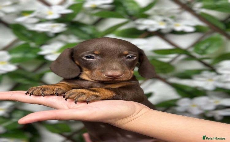 Miniature Dachshund dogs - Advert 4