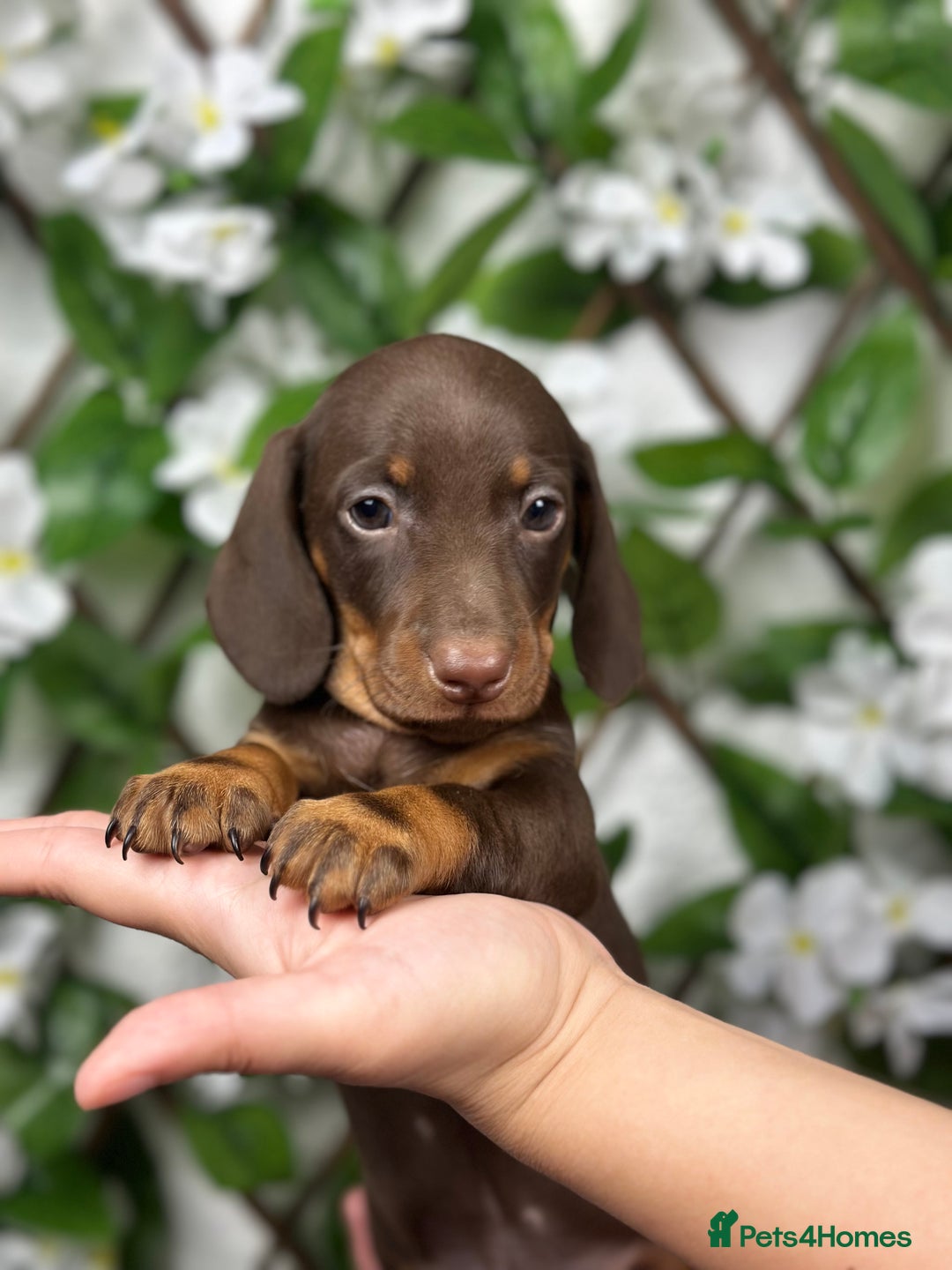 Miniature Dachshund dogs for sale: 🐾𝕊𝕞𝕠𝕠𝕥𝕙 𝕙𝕒𝕚𝕣𝕖𝕕 𝕡𝕦𝕡𝕡𝕚𝕖𝕤🐾 - Image 5