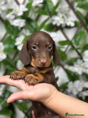 Miniature Dachshund dogs - Advert 9
