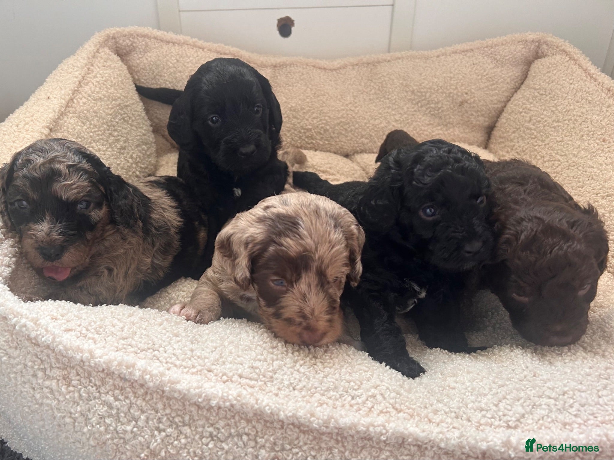 Mixed Breed dogs f1b beaglepoos - Advert 1