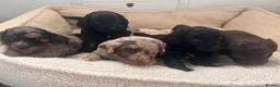 Mixed Breed dogs for sale: f1b beaglepoos - Advert 1