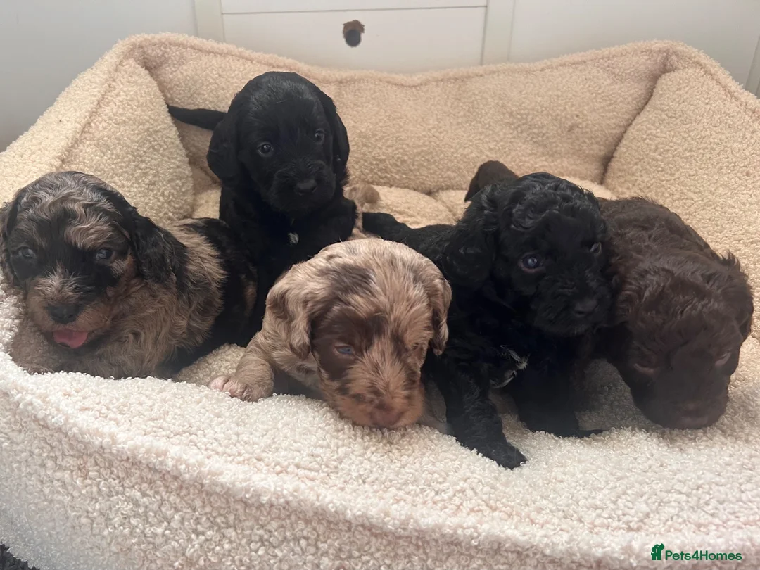 Mixed Breed dogs for sale: f1b beaglepoos - Advert 1