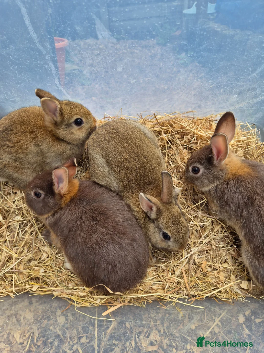 Netherland Dwarf rabbits for sale: 4 baby Netherland dwarf rabbits for sale £50 each  in Manchester - Advert 2