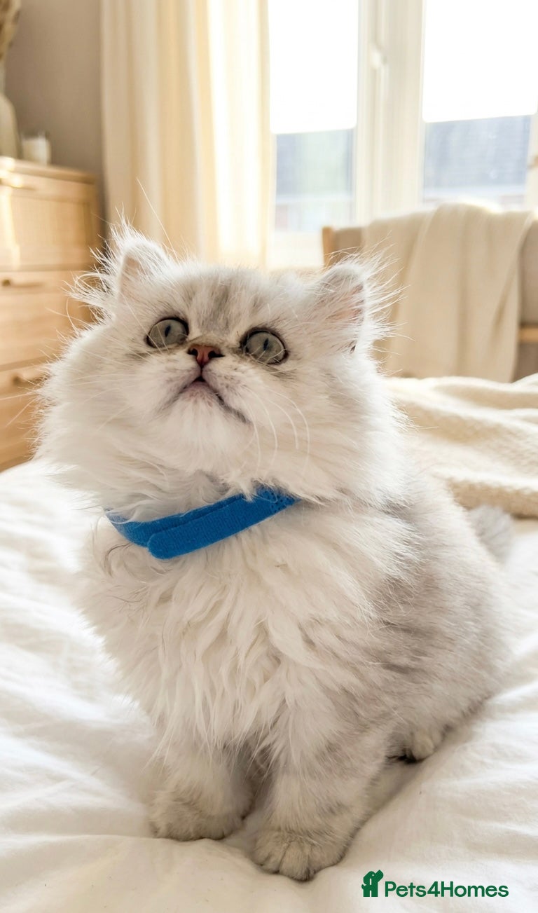 Persian cats GCCF registered beautiful silver Persian kittens  - Advert 1