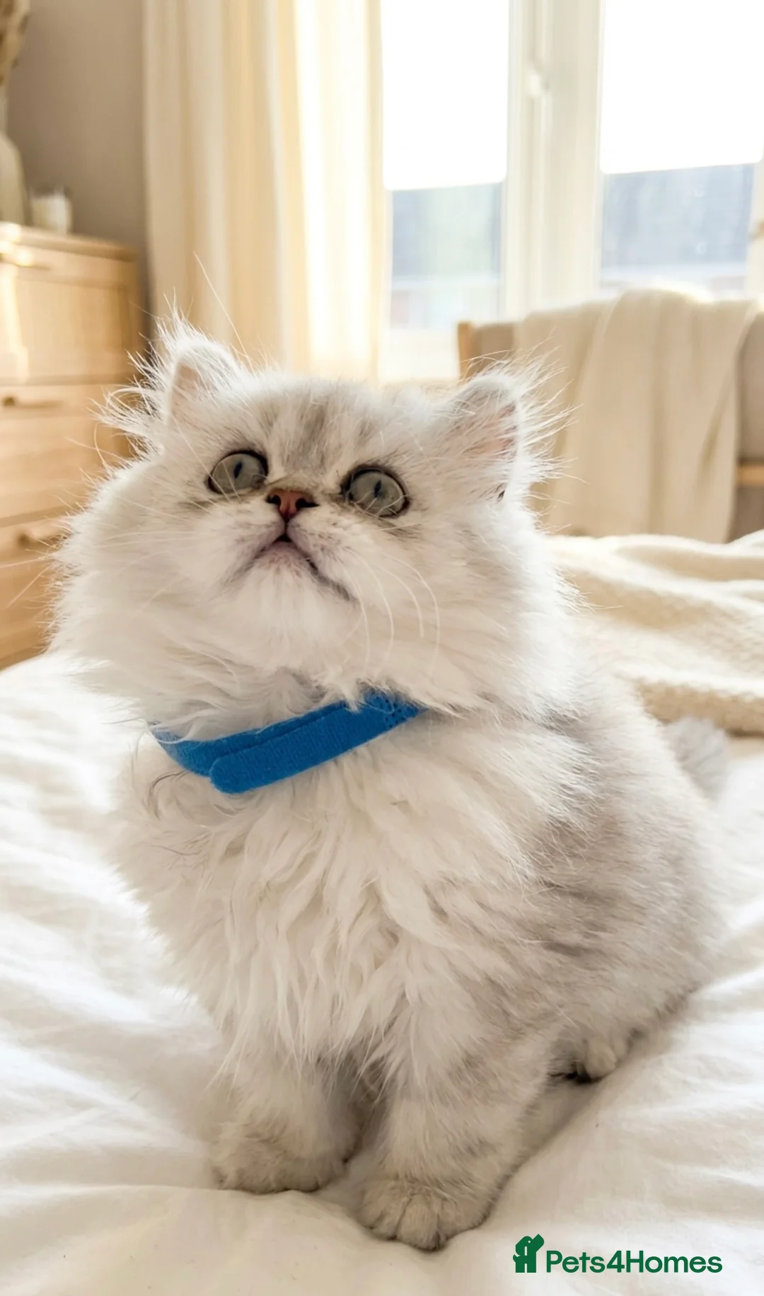 Persian cats for sale: GCCF registered beautiful silver Persian kittens  - Advert 1