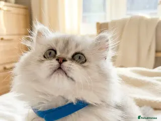 Persian cats GCCF registered beautiful silver Persian kittens - Advert 1