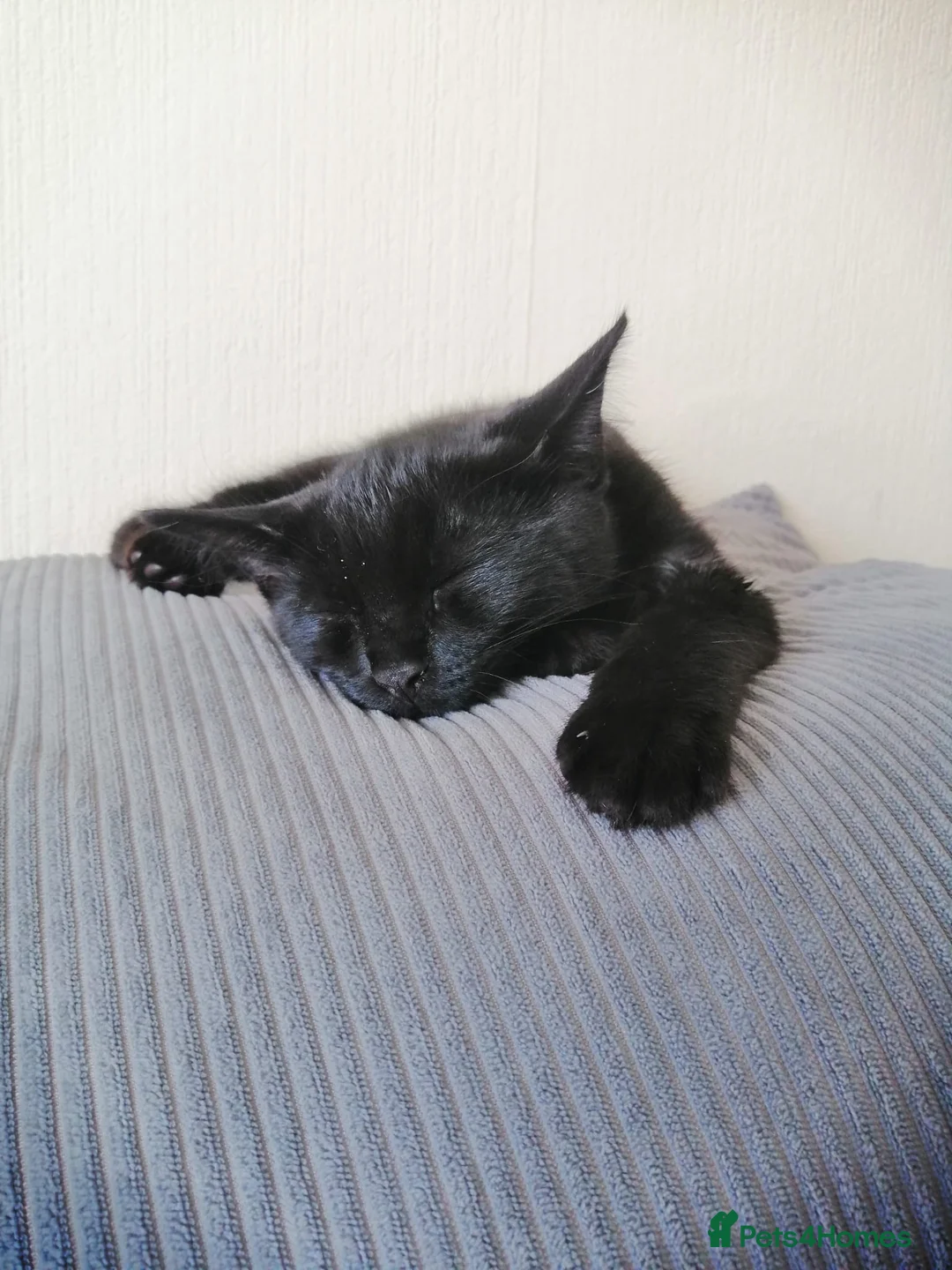 Mixed Breed cats for sale: Playful, Russian blue × British short hair  - Advert 2