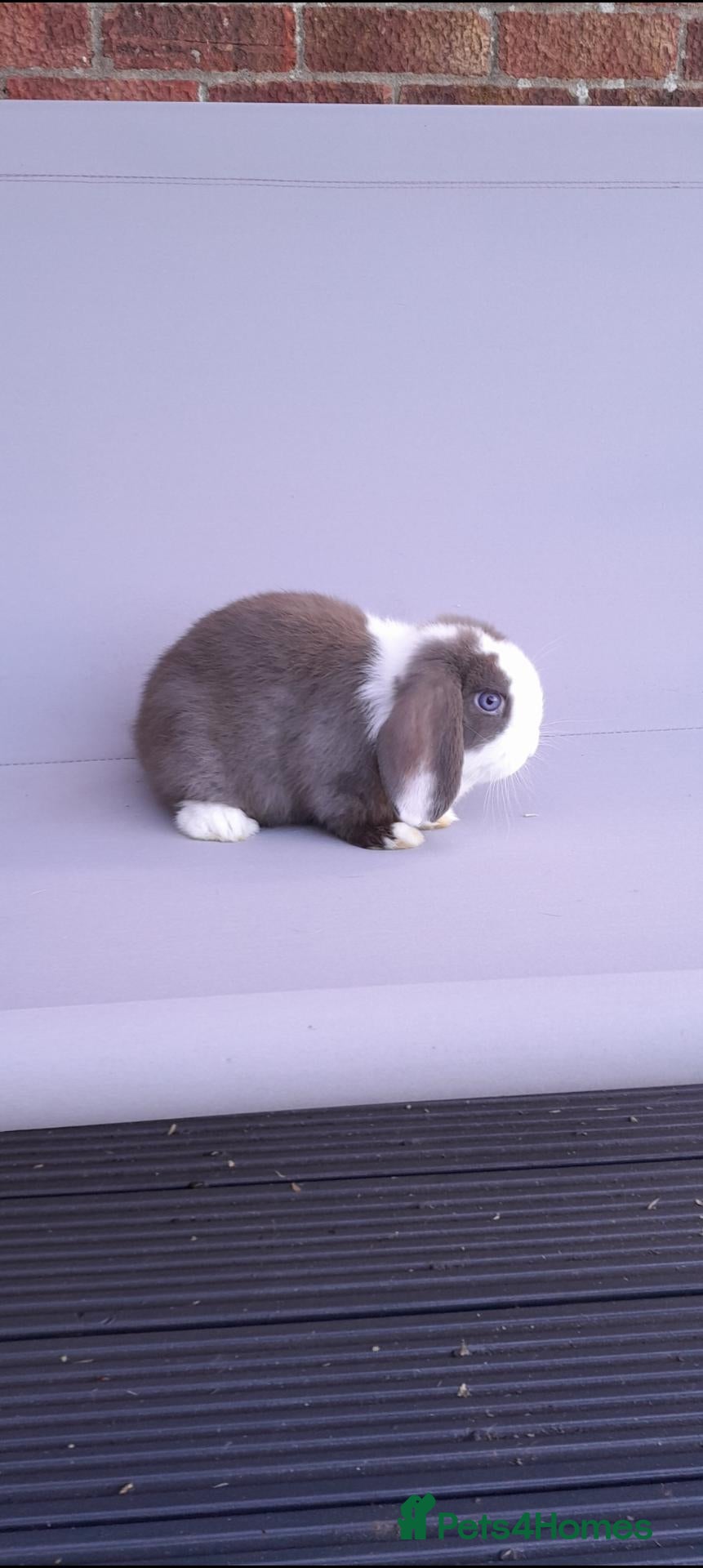 Mini Lop rabbits Gorgeous mini lop ready to leave - Advert 1