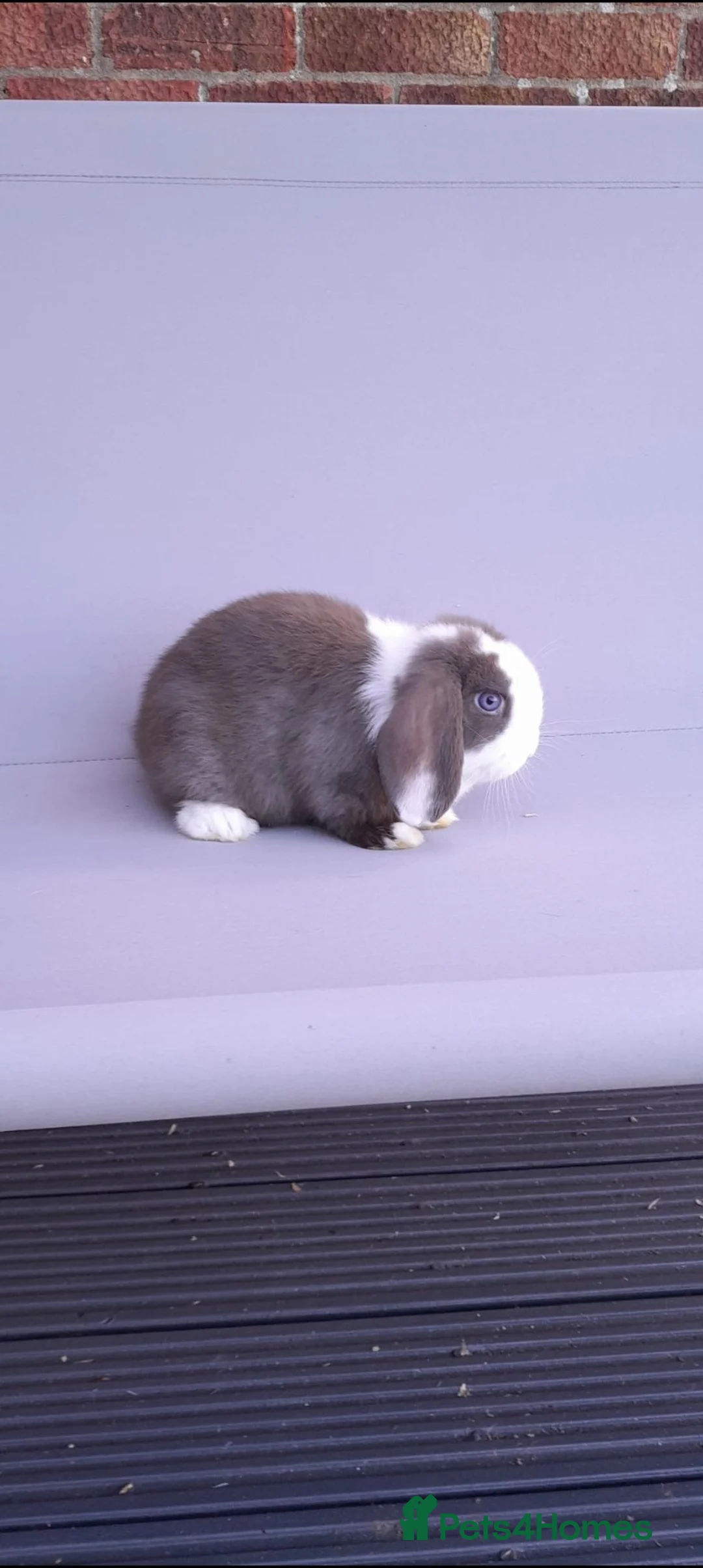 Mini Lop rabbits for sale: Gorgeous mini lop ready to leave - Advert 1