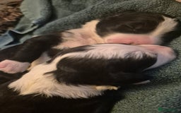 Mixed Breed dogs for sale: Old English Sheepdog puppies  OES X Golden Oldie - Image 8