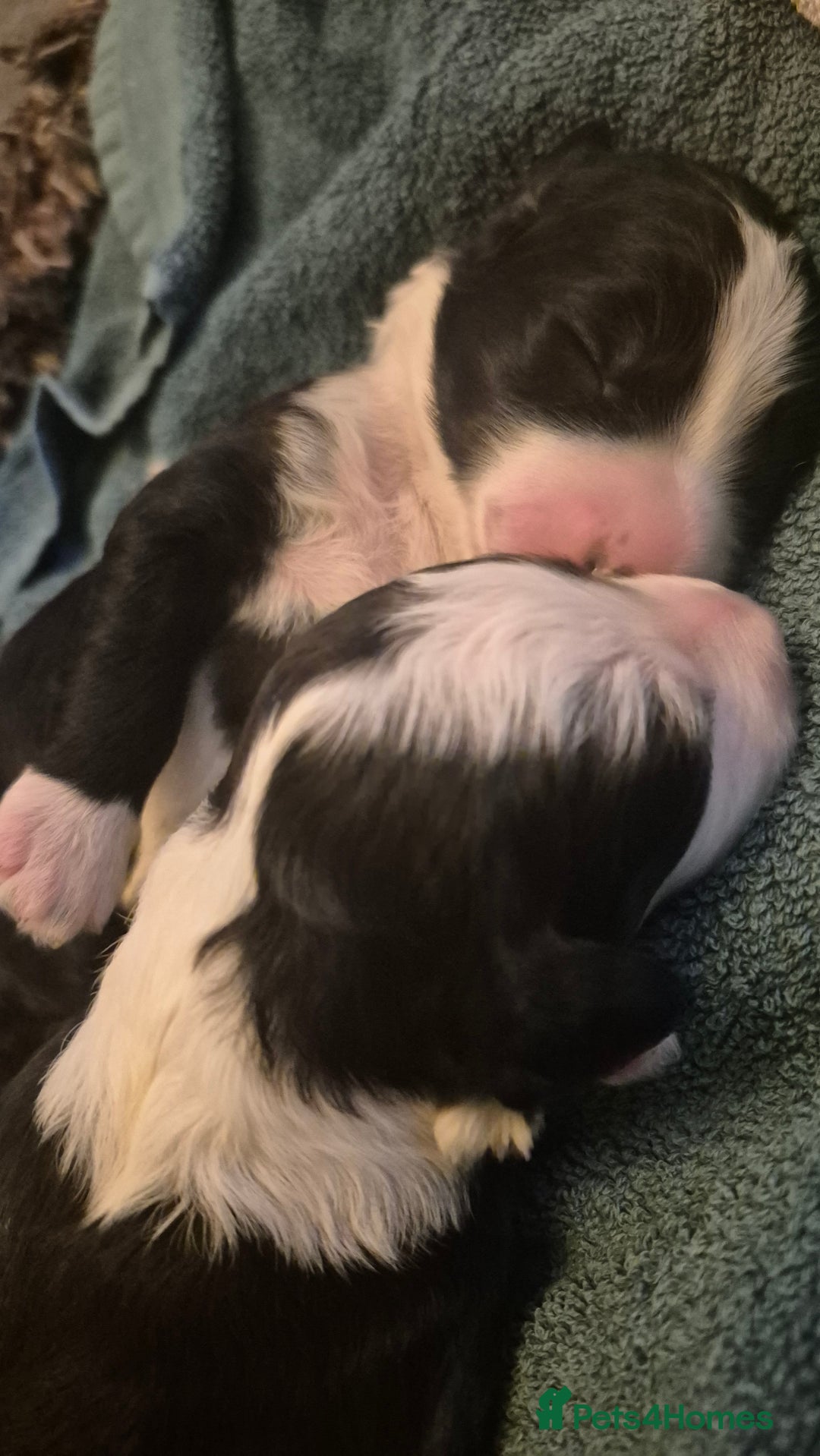 Mixed Breed dogs for sale: Old English Sheepdog puppies  OES X Golden Oldie - Image 8