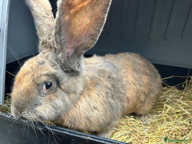 Continental Giant rabbits Breeding Trio of Continental Giants. Vaccinated. - Advert 2