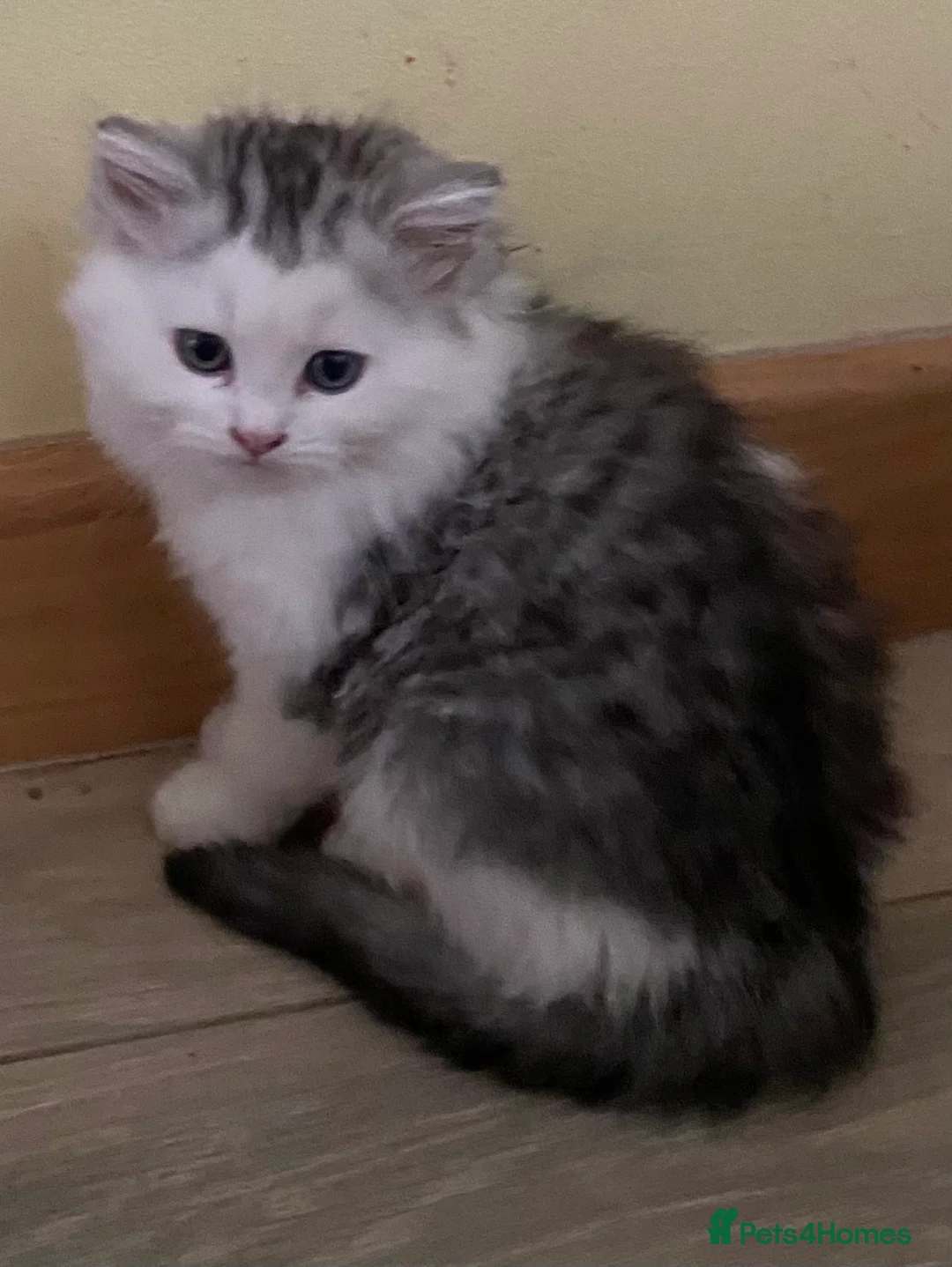 Mixed Breed cats for sale: Beautiful fluffy kittens available  - Advert 5