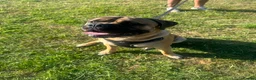 Bullmastiff dogs for stud: Bullmastiff to stud  in Immingham - Advert 4