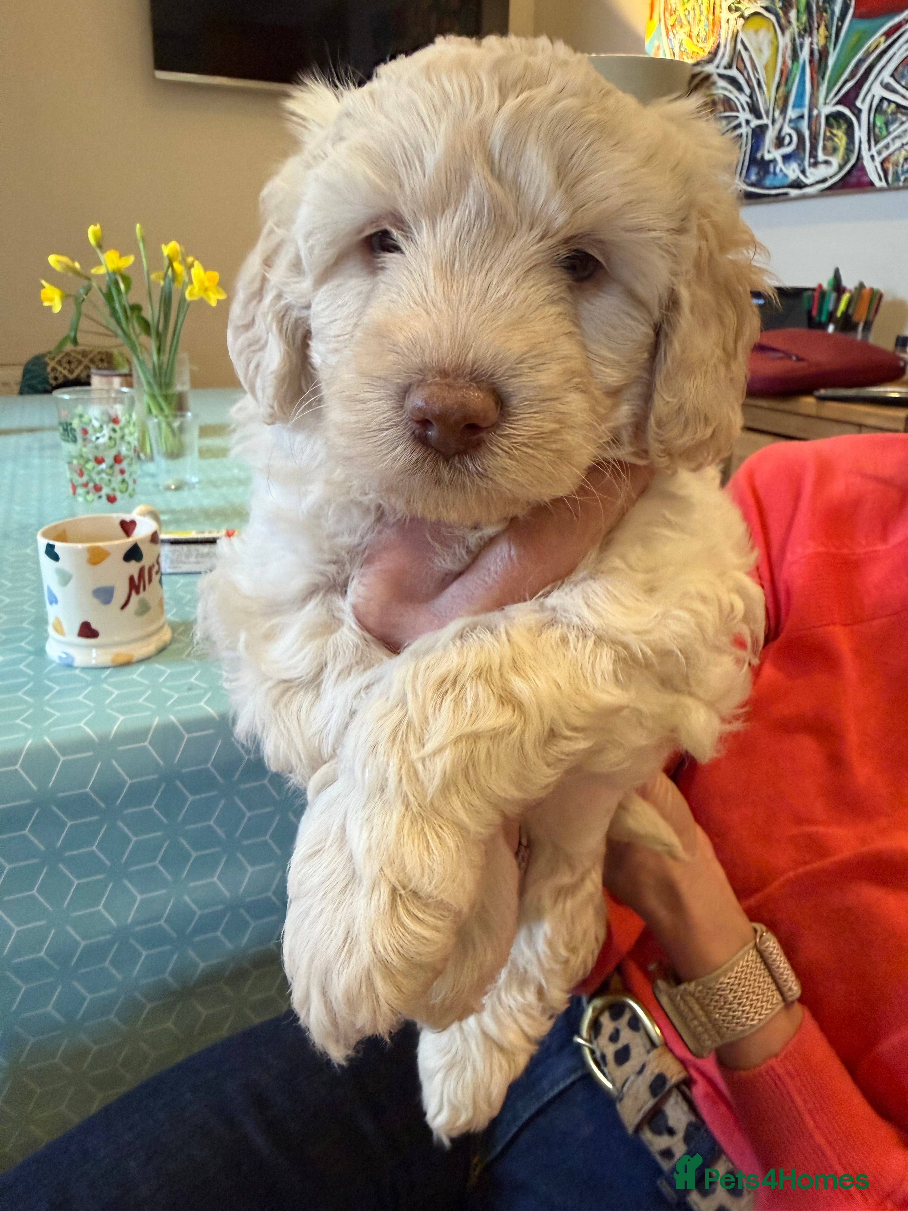 Labradoodle dogs MultiGen Miniature Merle Labradoodle Puppies  - Advert 6