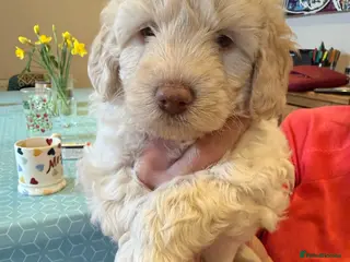 Labradoodle dogs MultiGen Miniature Merle Labradoodle Puppies - Advert 1