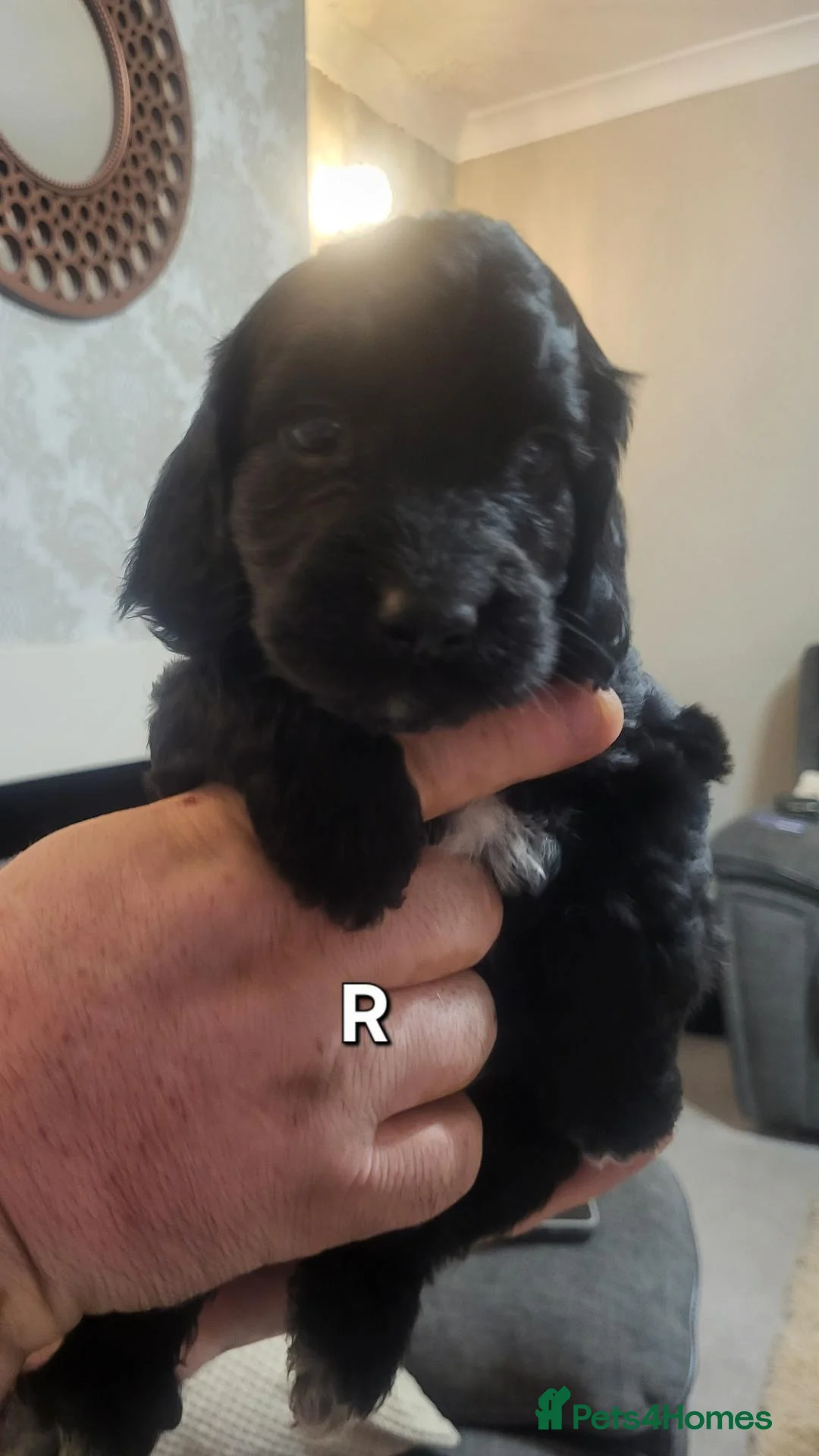 Cockapoo dogs for sale: Beautiful cockapoo girl 8 weeks old  - Advert 2