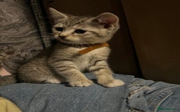 Mixed Breed cats for sale: Kittens  - Image 6