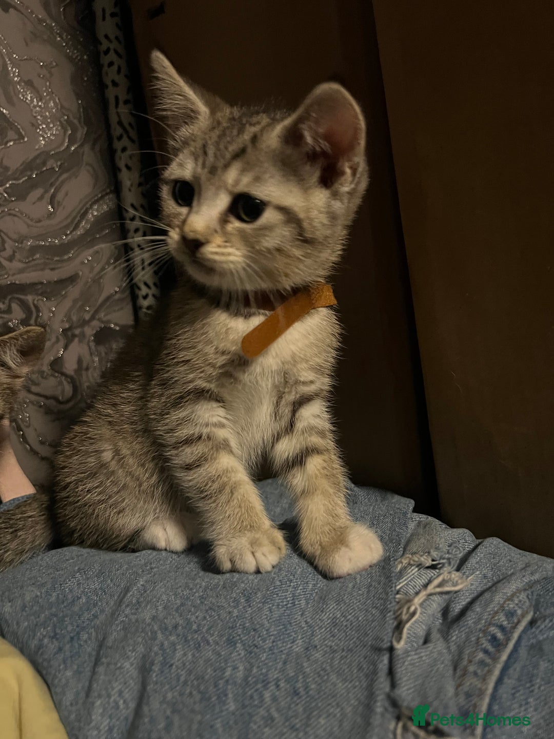 Mixed Breed cats for sale: Kittens  - Image 6