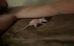 Rat rodents for sale: Milo & Bruce - disabled boy and younger brother  - Image 5