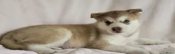 Alaskan Malamute dogs for sale: 1 Remaining Beautiful Alaskan Malamute Puppy - Advert 4