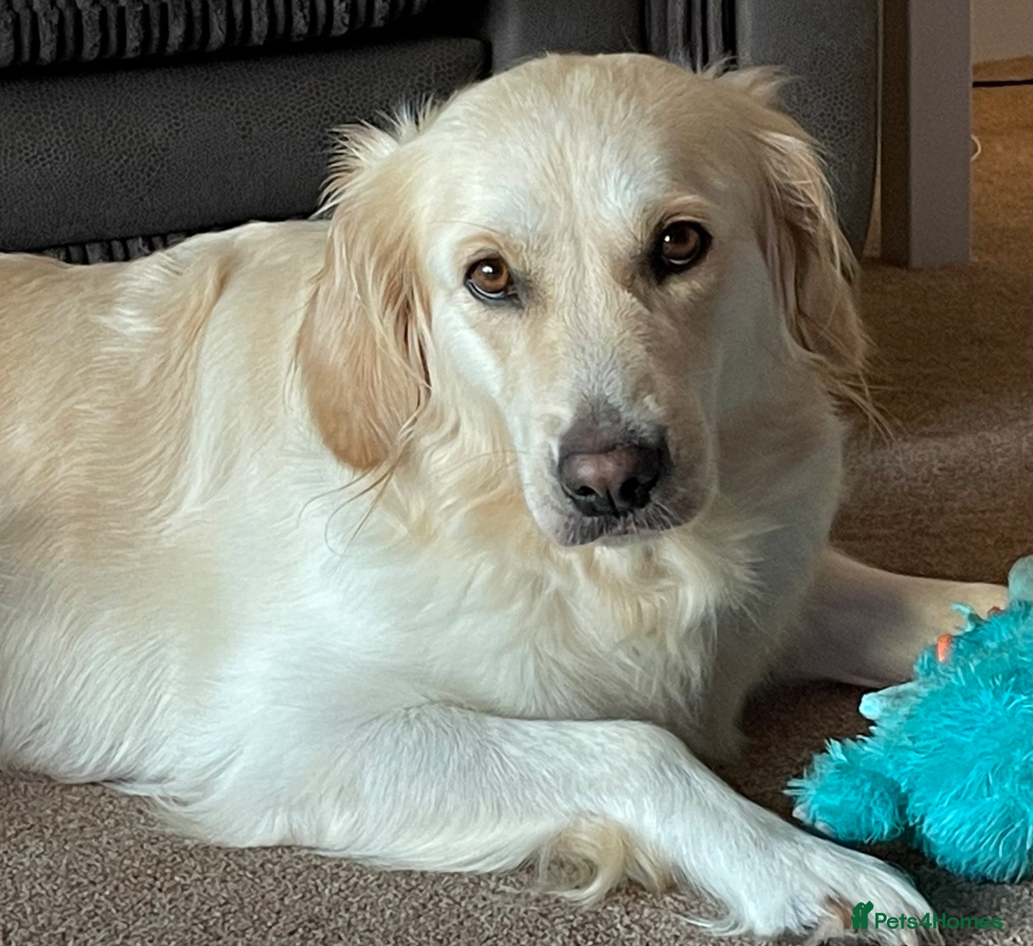 Golden Retriever dogs 7 year old pedigree golden retriever for sale - Advert 1