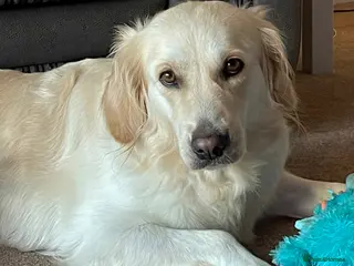 Golden Retriever dogs 7 year old pedigree golden retriever for sale - Advert 1