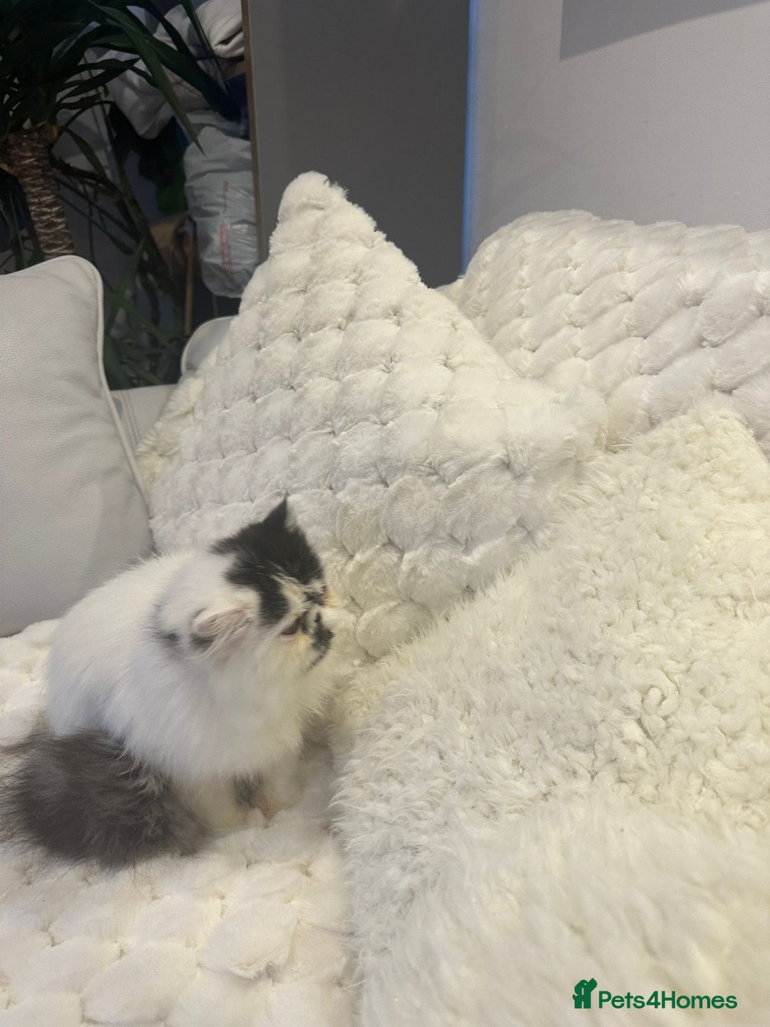 Persian cats for sale: Persian kitten  - Advert 4