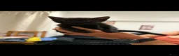 Mixed Breed cats for sale: Kittens - Advert 4