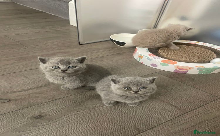British Shorthair cats - Advert 1