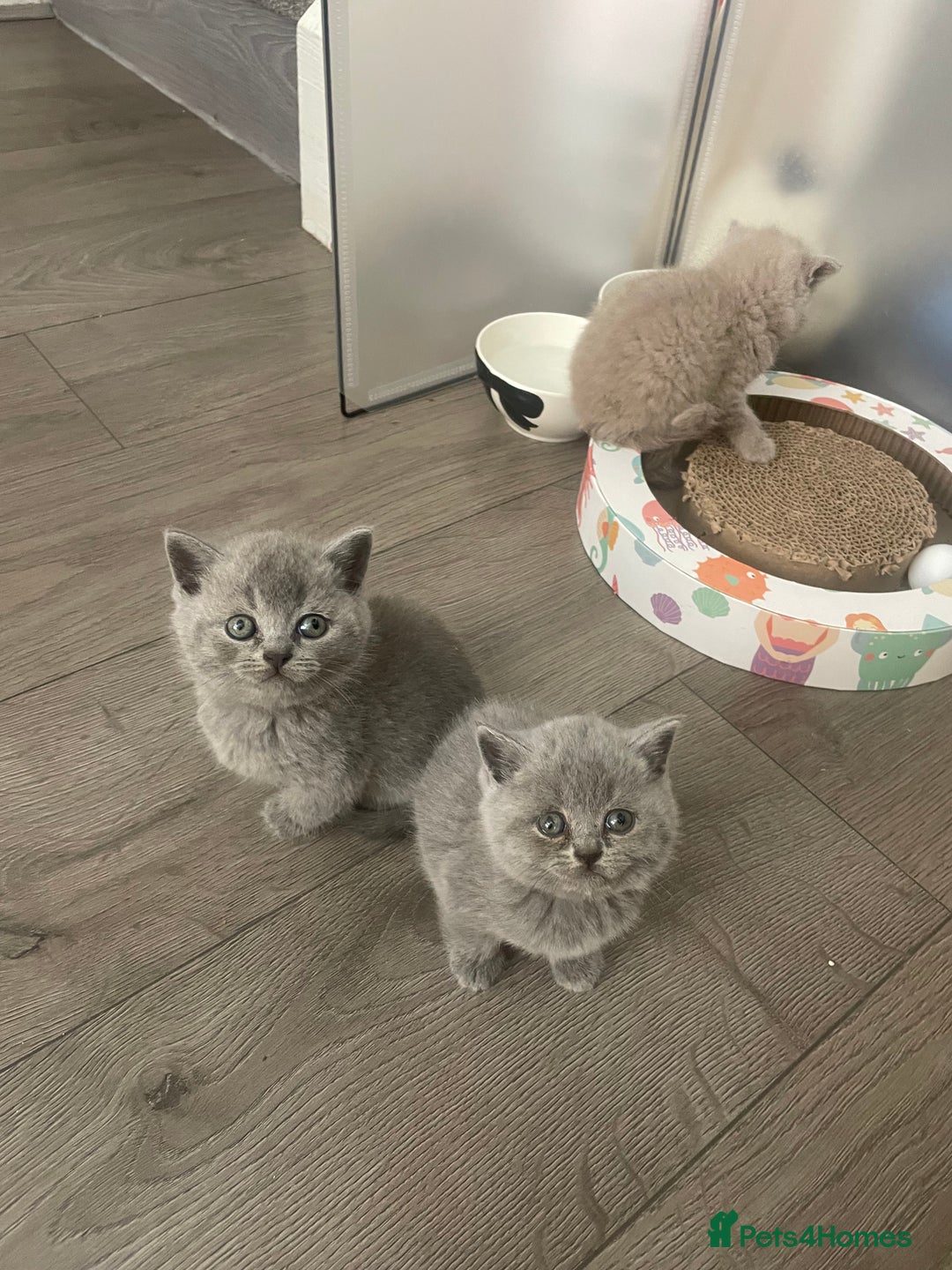 British Shorthair cats for sale: Male british short hairs - Image 1