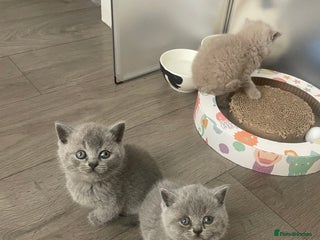 British Shorthair cats - Advert 6