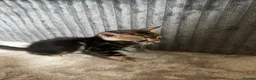 Bengal cats for sale: 🐾 Beautiful Bengal Kittens 🐾 - Advert 31