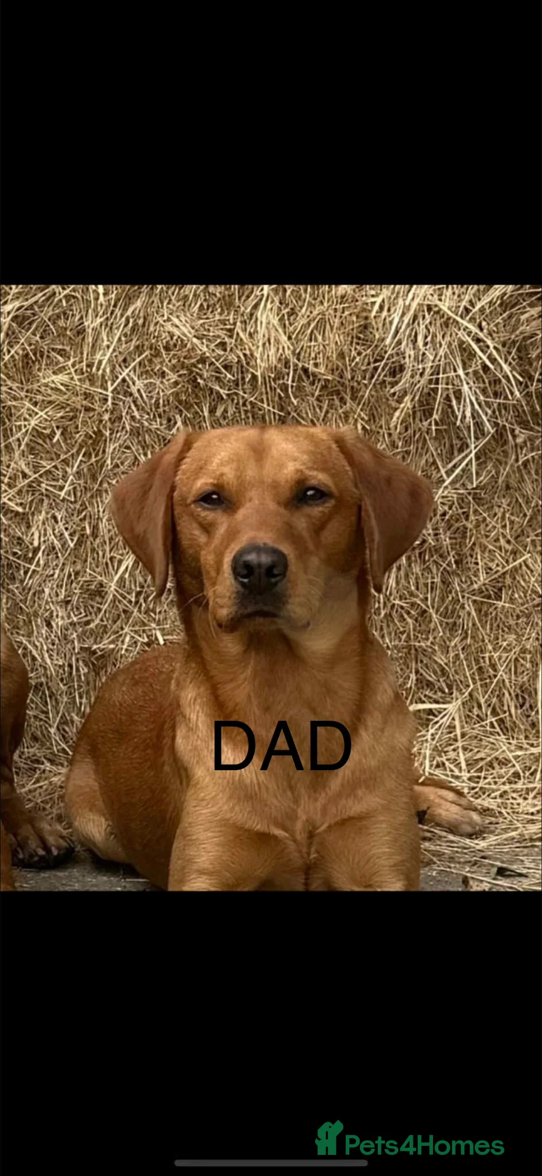 Labrador Retriever dogs for sale: Kc registered Labrador puppies - Advert 9