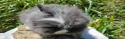 Lionhead rabbits for sale: Stunning DM lionhead baby rabbits - Advert 15