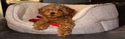 Toy Poodle dogs for sale: ❤️ Tiny Fluffy Red Toy Poodle ❤️ - Advert 3