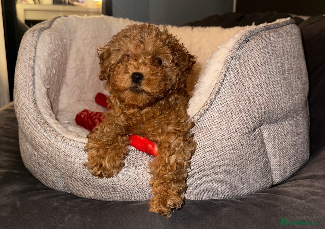 Toy Poodle dogs for sale: ❤️ Tiny Fluffy Red Toy Poodle ❤️ - Advert 3