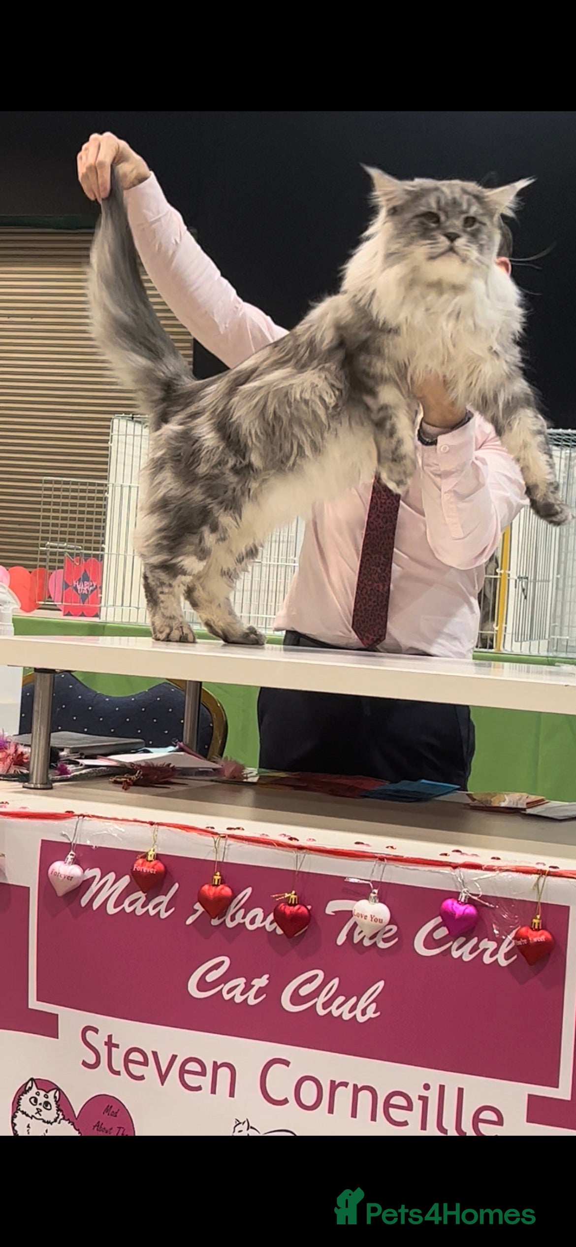 Maine Coon cats TICA champion and ICWW Maine Coon stud available  in Brighouse - Advert 6