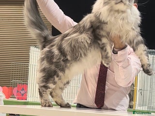 Maine Coon cats in Brighouse - Advert 11